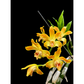 Chysis aurea