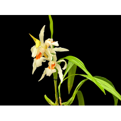 Coelogyne Hans Christiansen