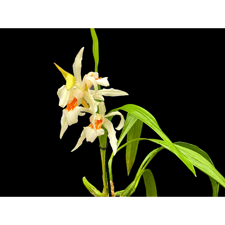 Coelogyne Hans Christiansen