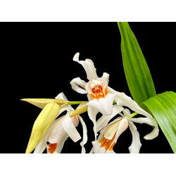 Coelogyne Hans Christiansen