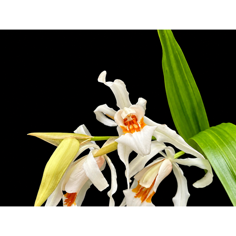 Coelogyne Hans Christiansen