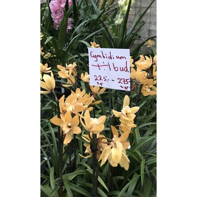 Cymbidium Butterball