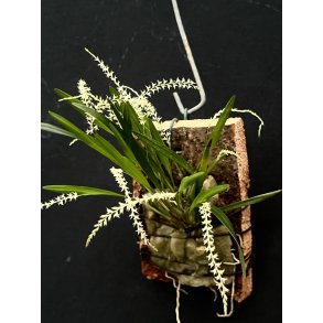 Dendrochilum microchilum