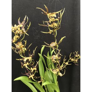 Brassia Summer Dream