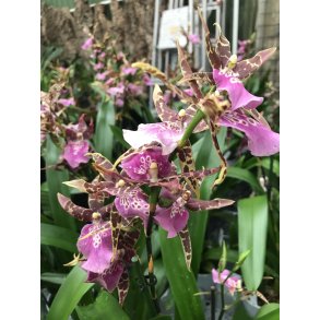 Brassia Summer Dream 'Pink'