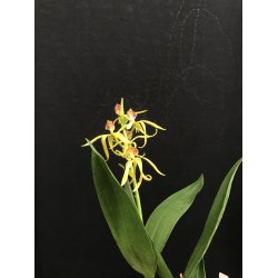 Encyclia Tarantula
