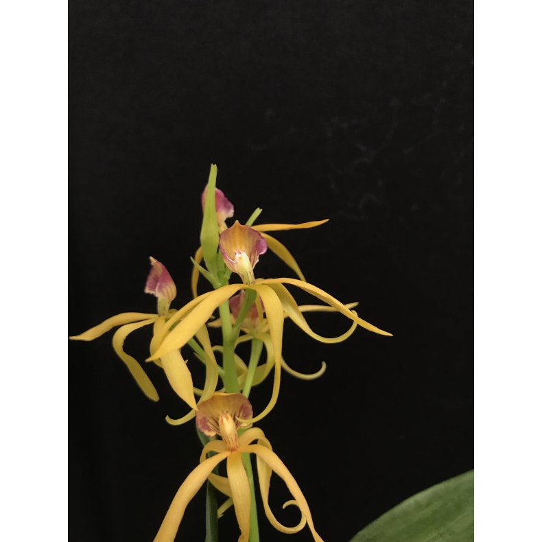 Encyclia Tarantula
