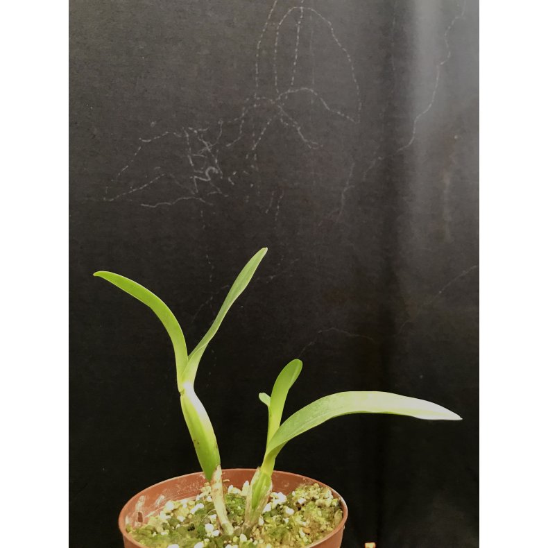 Cattleya deckerii
