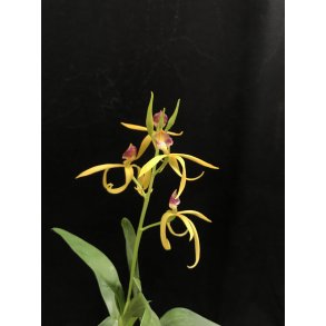 Encyclia Jasper