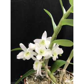 Dendrobium Pocket Love