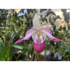 Phragmipedium Sedenii