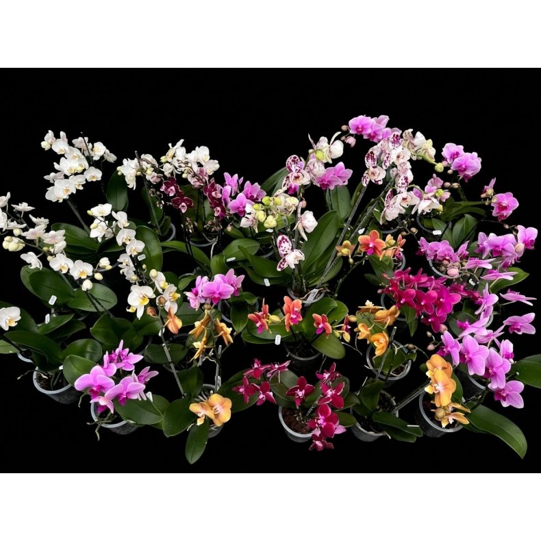 Phalaenopsis Hybrid `Assorterede farver`