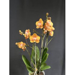 Phalaenopsis Las Vegas