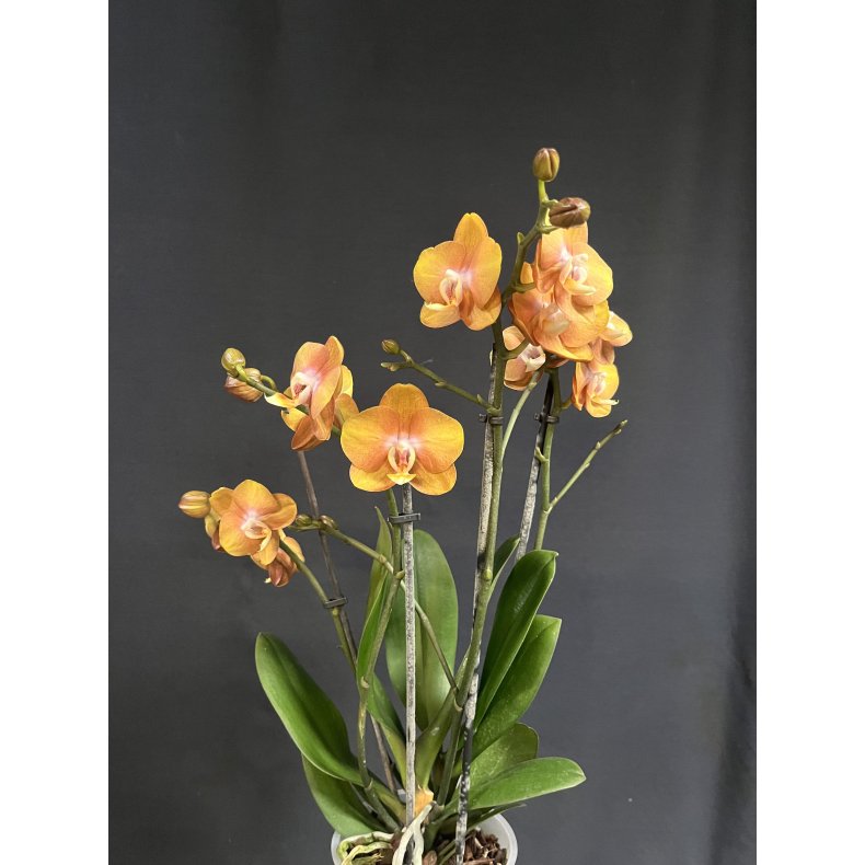 Phalaenopsis Las Vegas