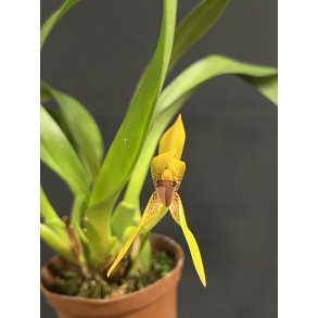 Maxillaria praestans