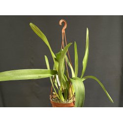 Maxillaria praestans