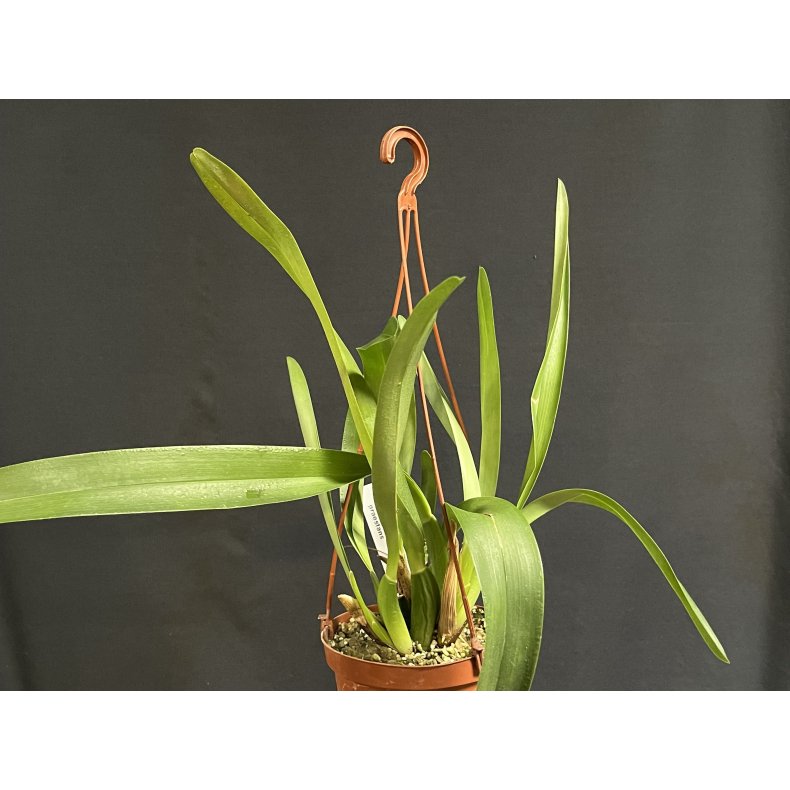 Maxillaria praestans