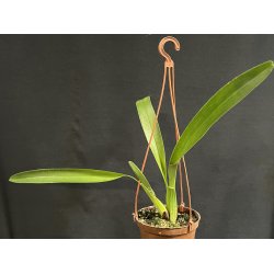 Maxillaria praestans