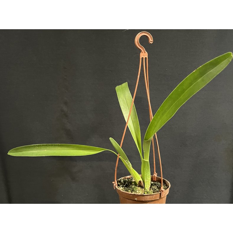 Maxillaria praestans