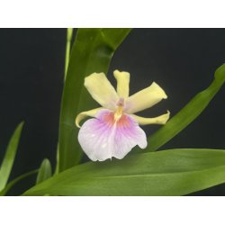 Miltonia Sunset