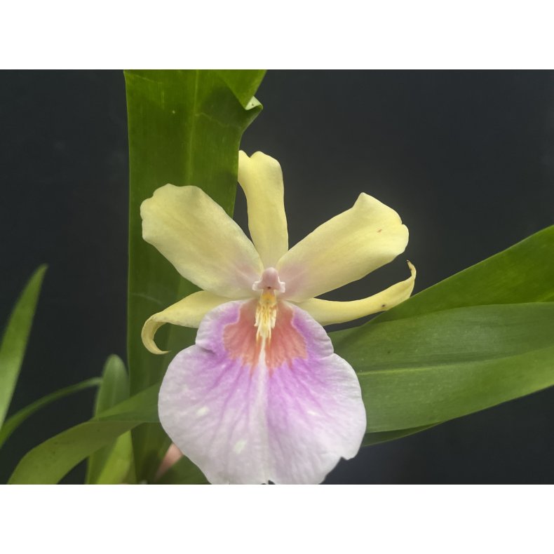 Miltonia Sunset