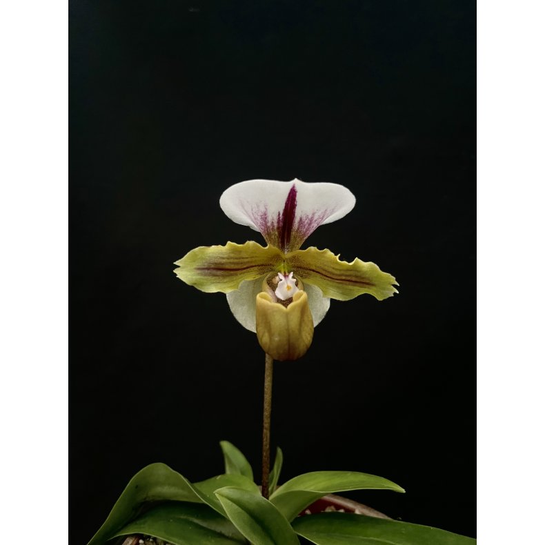 Paphiopedilum spicerianum 'New type'