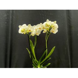 Phalaenopsis Hybrid `Hvid`