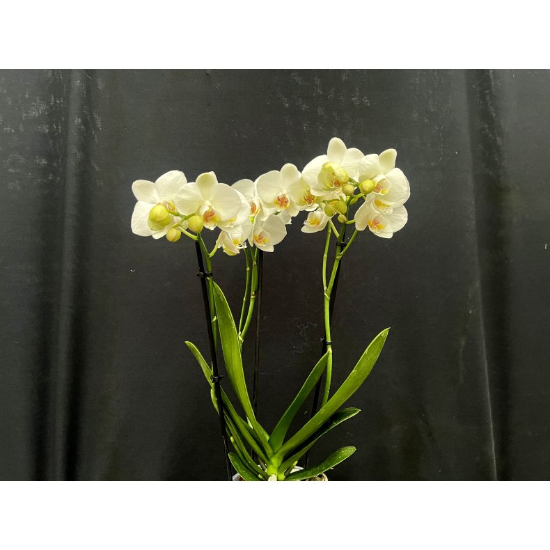 Phalaenopsis Hybrid `Hvid`