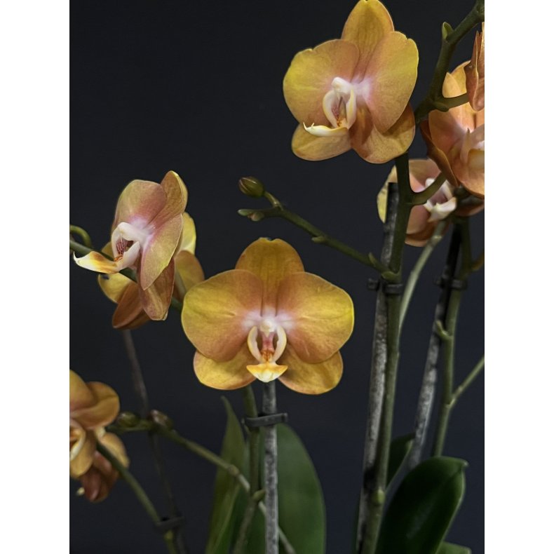 Phalaenopsis Las Vegas