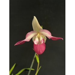 Phragmipedium Sedenii