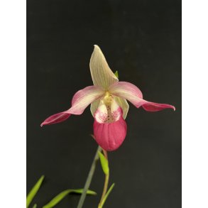 Phragmipedium Sedenii