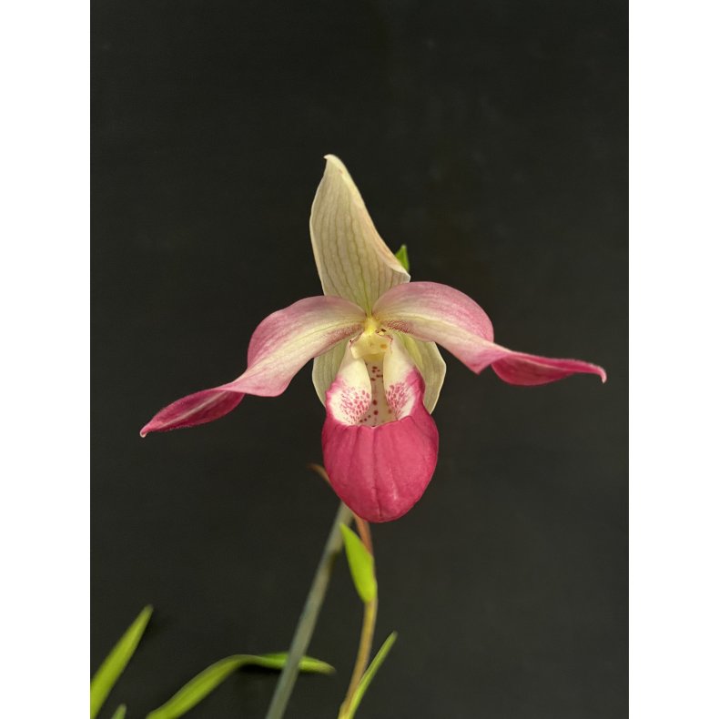 Phragmipedium Sedenii