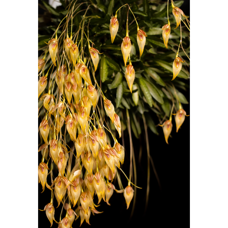 Pleurothallis picta