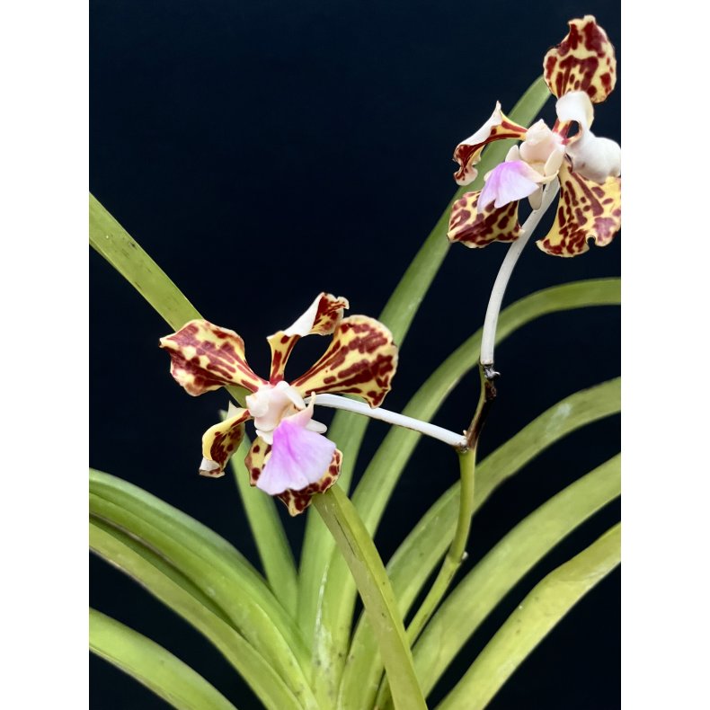 Vanda tricolor