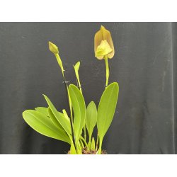 Bulbophyllum grandiflora