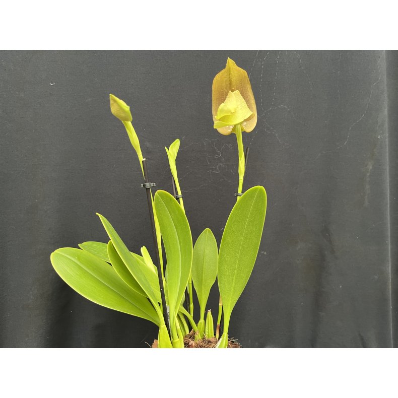 Bulbophyllum grandiflora