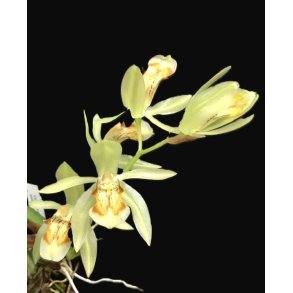 Coelogyne assamica