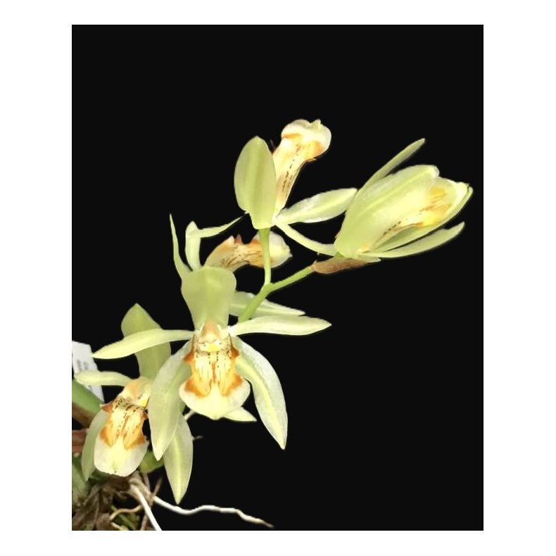 Coelogyne assamica