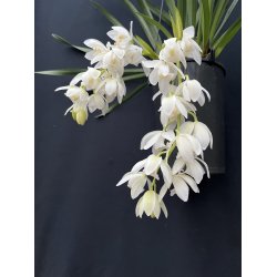 Cymbidium Ice Cascade