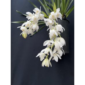 Cymbidium Ice Cascade