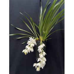 Cymbidium Ice Cascade