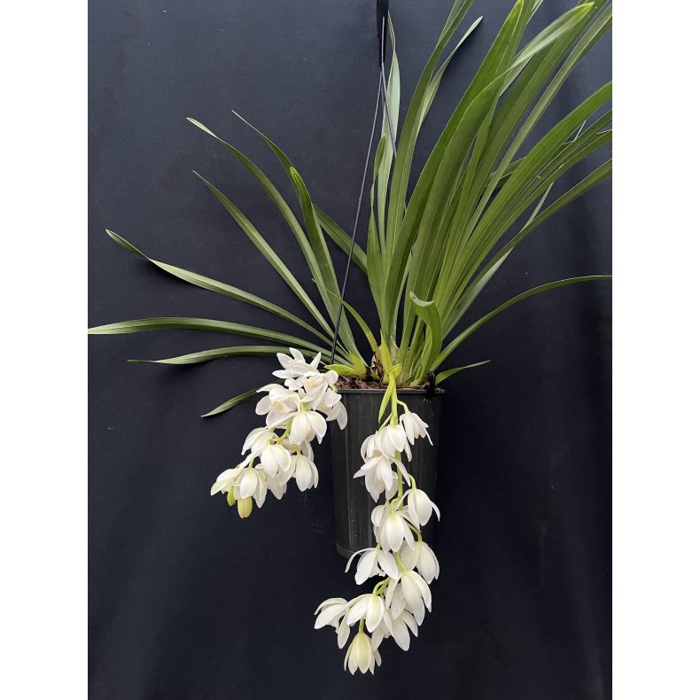 Cymbidium Ice Cascade