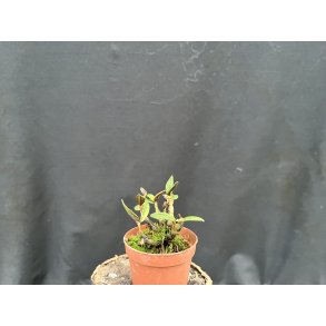 Dendrobium cuthbertsonii 'mix colour'