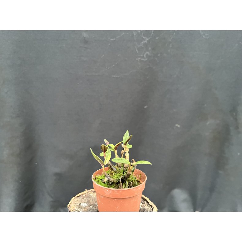 Dendrobium cuthbertsonii 'mix colour'