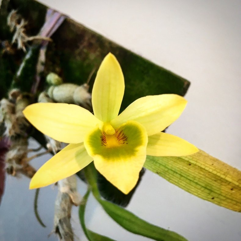 Dendrobium senile - p klods