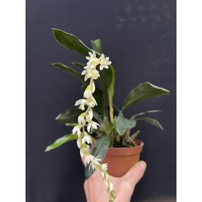 Dendrochilum cobbianum