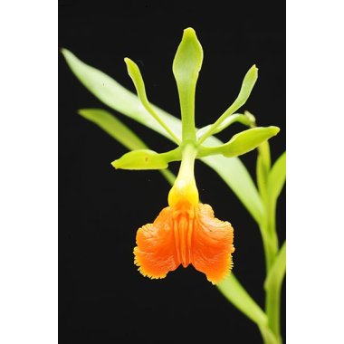 Epidendrum