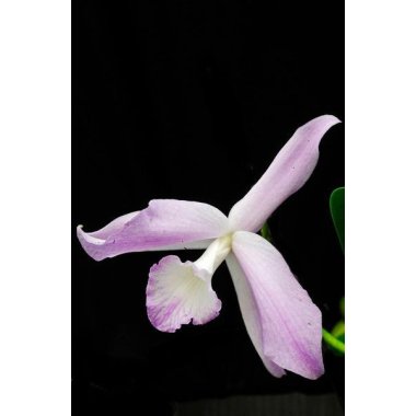 Laelia