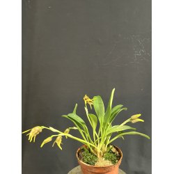 Masdevallia garciae
