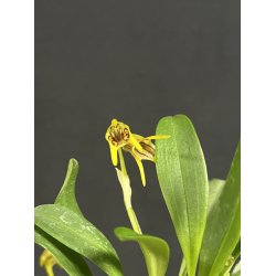 Masdevallia garciae